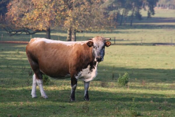 26 oktober 2025 Excursie vanaf de Woeste Hoeve